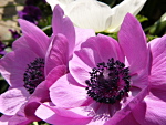 All@sN