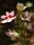 qIEMA