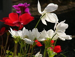 All
