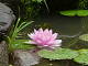 WaterGarden